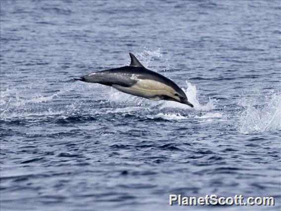 Common Dolphin (Delphinus delphis)