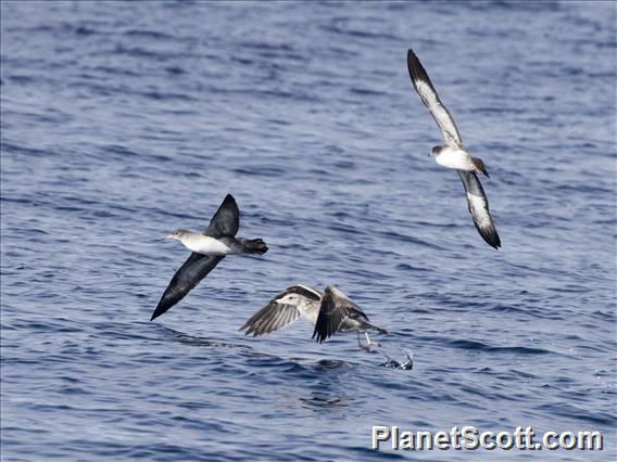 Pink-footed Shearwater (Ardenna creatopus)