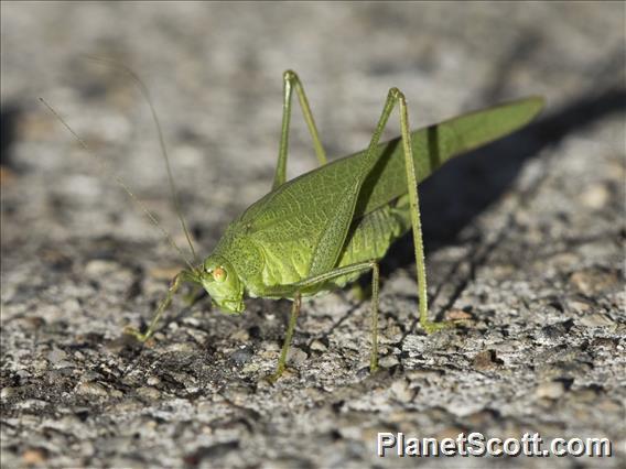 Mediterranean Katydid (Phaneroptera nana)