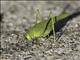 Mediterranean Katydid (Phaneroptera nana)