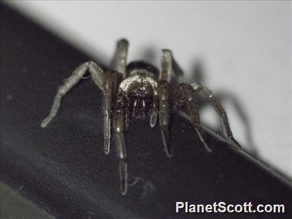 Crevice Weaver (Kukulcania sp)