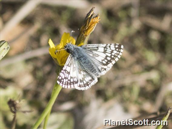 Common Checkered-Skipper  (Burnsius communis)