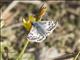 Common Checkered-Skipper  (Burnsius communis)