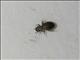 Reticulate-winged Booklouse (Lepinotus reticulatus)