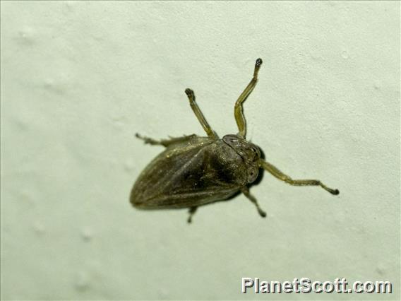 BIg-eyed Bug (Geocoris atricolor)