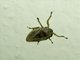 Spittlebug ()