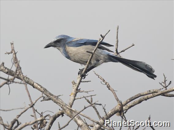 Florida Scrub Jay (Aphelocoma coerulescens)