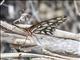 Gulf Fritillary (Dione vanillae)