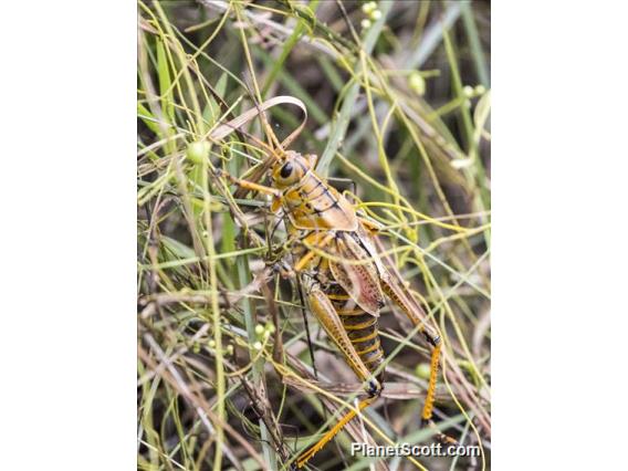 Eastern Lubber Grasshopper (Romalea microptera)