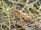 Eastern Lubber Grasshopper (Romalea microptera)