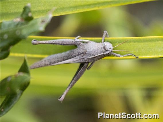 Mischievous Bird Grasshopper (Schistocerca damnifica)