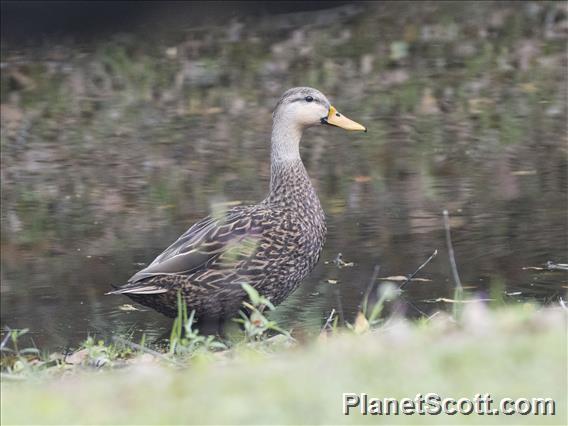 Mottled Duck (Anas fulvigula)