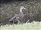 Mottled Duck (Anas fulvigula)