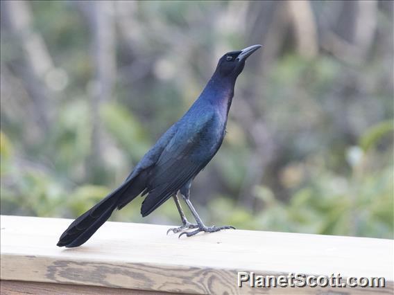 Boat-tailed Grackle (Quiscalus major)