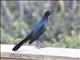 Boat-tailed Grackle (Quiscalus major)