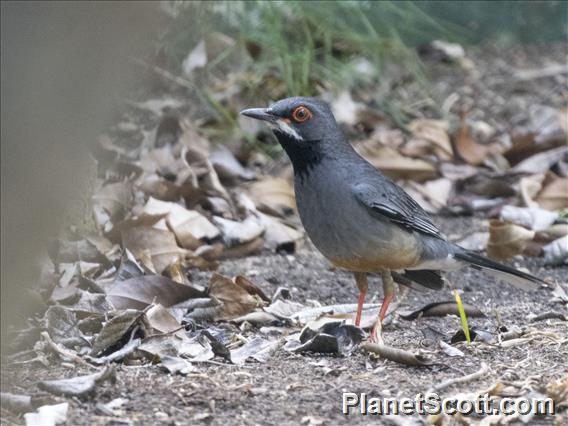 Red-legged Thrush (Turdus plumbeus)