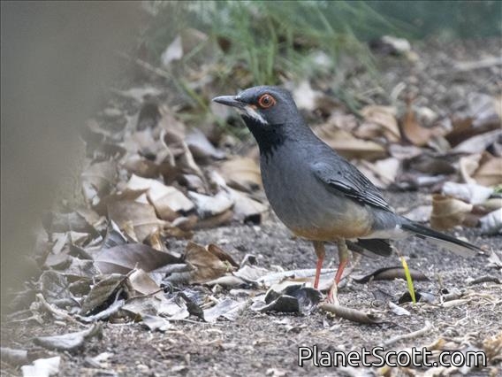 Western Red-legged Thrush (Turdus plumbeus)