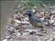 Red-legged Thrush (Turdus plumbeus)