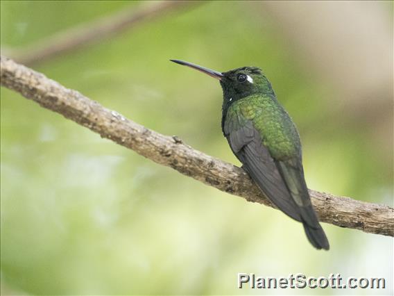 Cuban Emerald (Riccordia ricordii)