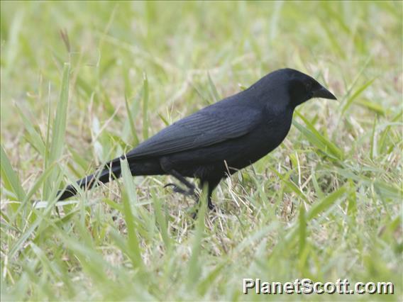 Cuban Blackbird (Ptiloxena atroviolacea)