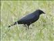 Cuban Blackbird (Ptiloxena atroviolacea)