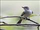 La Sagras Flycatcher (Myiarchus sagrae)