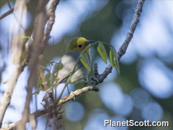 Yellow-headed Warbler (Teretistris fernandinae)