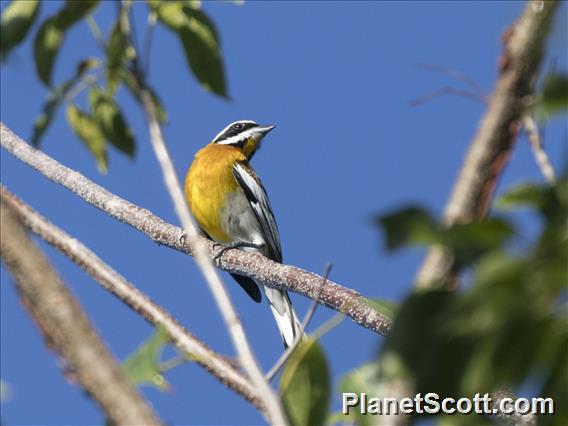 Western Spindalis (Spindalis zena)