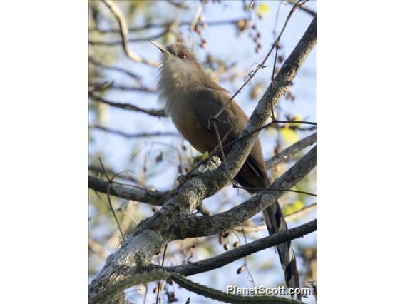 Great Lizard-Cuckoo (Coccyzus merlini)