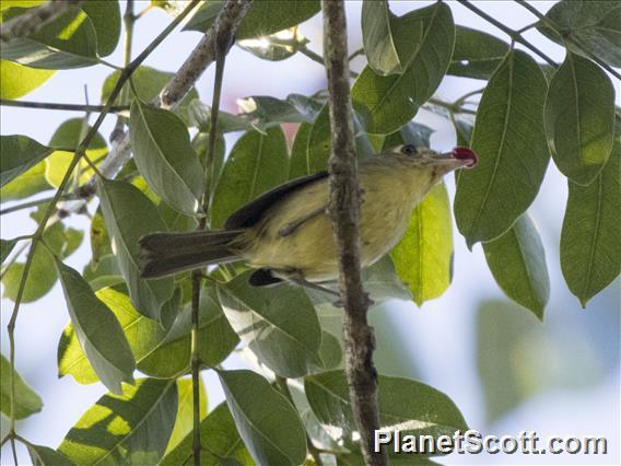 Cuban Vireo (Vireo gundlachii)