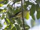 Cuban Vireo (Vireo gundlachii)