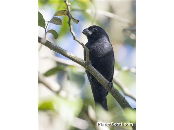 Cuban Bullfinch (Melopyrrha nigra)