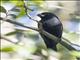 Cuban Bullfinch (Melopyrrha nigra)