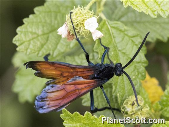 Tarantula Wasp (Pepsis marginata)