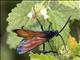 Tarantula Wasp (Pepsis marginata)