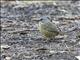 Zapata Sparrow (Torreornis inexpectata)