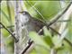 Zapata Wren (Ferminia cerverai)