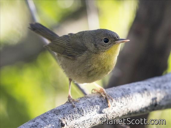 Common Yellowthroat (Geothlypis trichas)