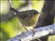 Common Yellowthroat (Geothlypis trichas)