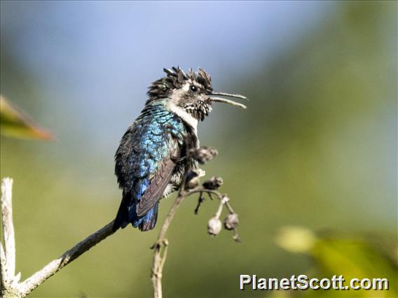 Bee Hummingbird (Mellisuga helenae)