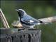 Black-throated Blue Warbler (Setophaga caerulescens) - Male