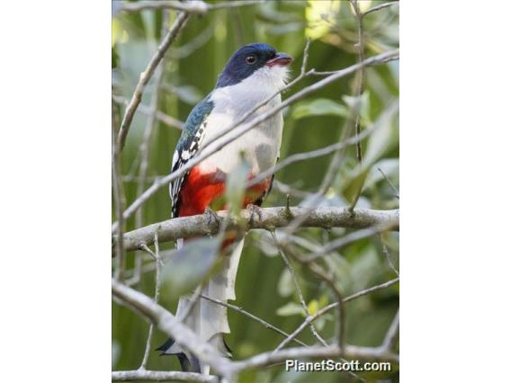 Cuban Trogon (Priotelus temnurus)