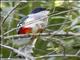 Cuban Trogon (Priotelus temnurus)