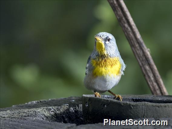 Northern Parula (Setophaga americana)