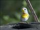 Northern Parula (Setophaga americana)