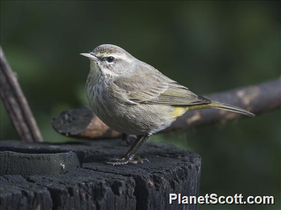 Palm Warbler (Setophaga palmarum)