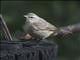 Palm Warbler (Setophaga palmarum)