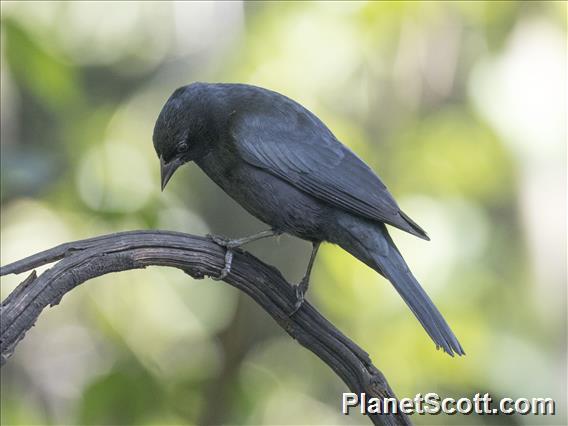 Tawny-shouldered Blackbird (Agelaius humeralis)