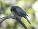 Tawny-shouldered Blackbird (Agelaius humeralis)