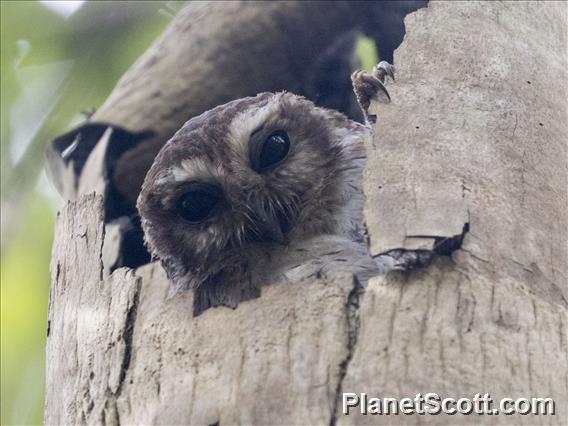 Bare-legged Owl (Margarobyas lawrencii)